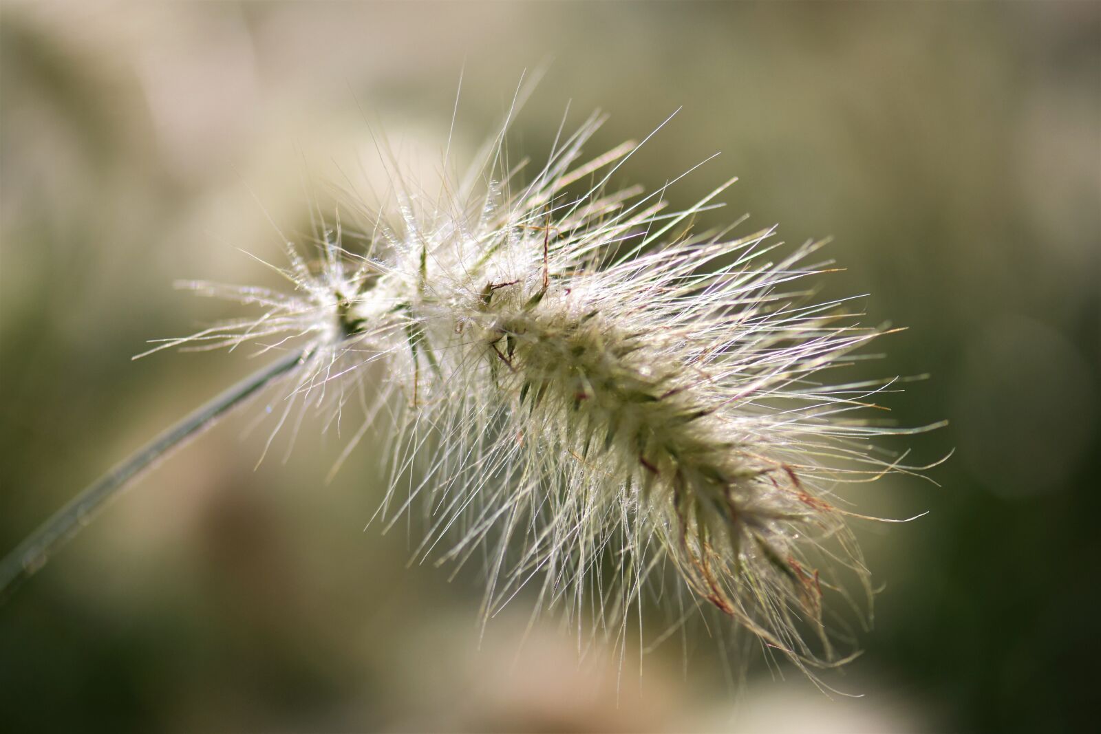 Nikon D5500 sample photo. Bamboo grassedit this page photography