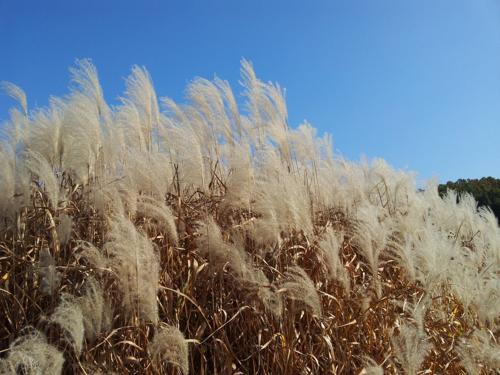 Samsung Galaxy S2 sample photo. Daechung, autumn, silver grass photography