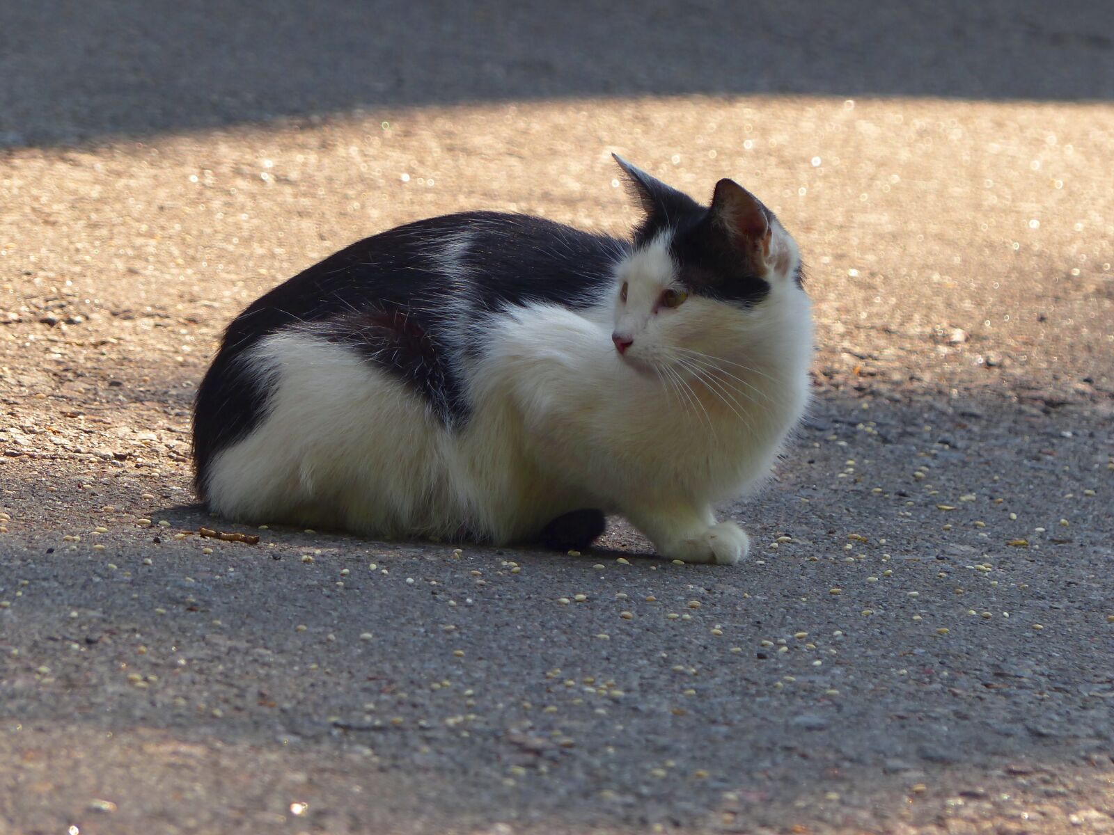 Panasonic Lumix DMC-FZ200 sample photo. Cat, animal, black and photography