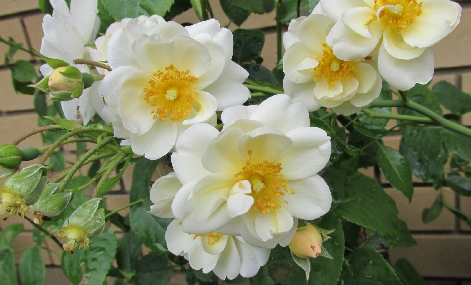 Canon PowerShot SX170 IS sample photo. Flower, small, white photography