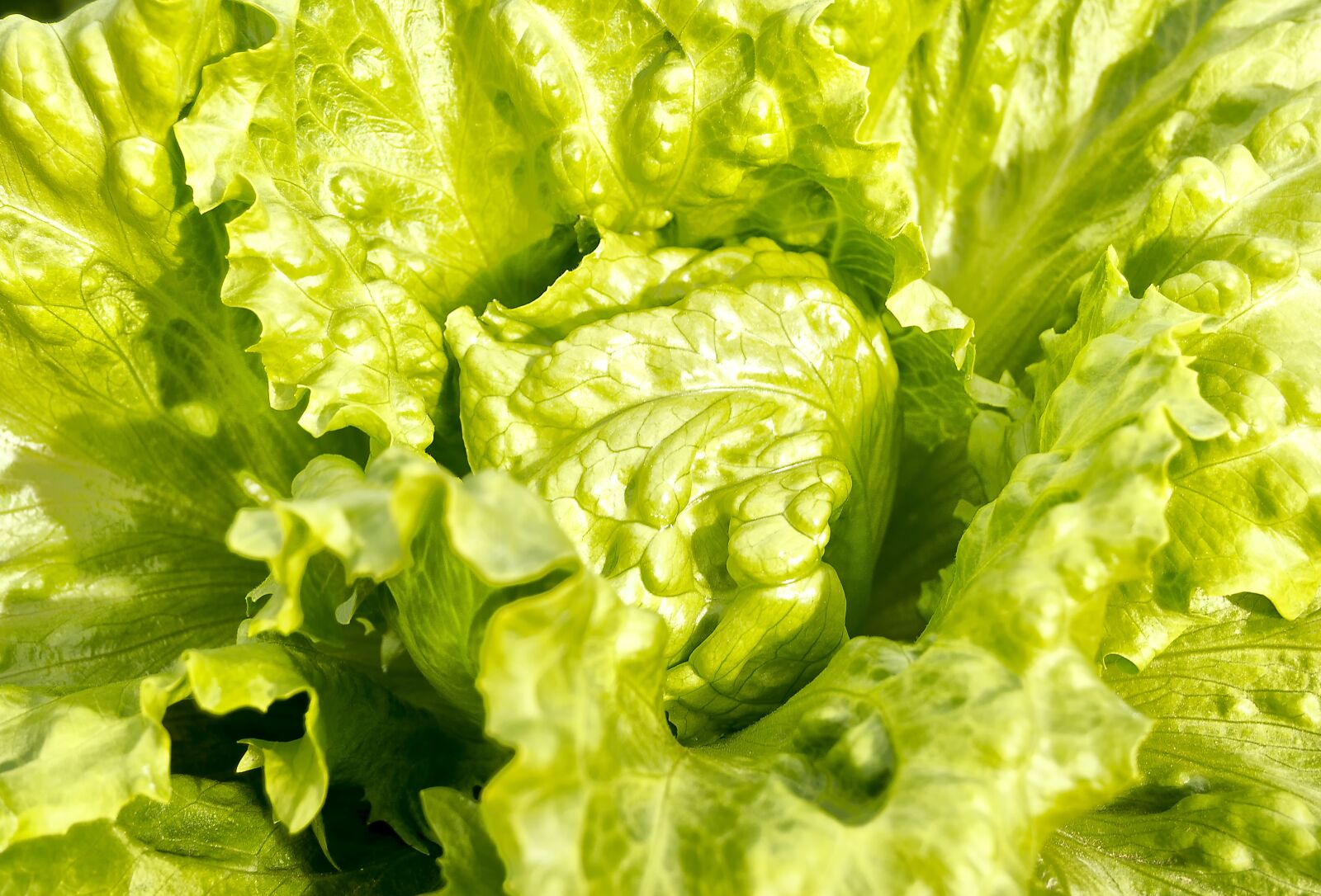 Nikon D3200 sample photo. Lettuce, green leaves, vegetables photography