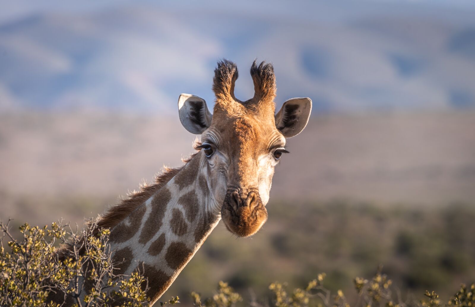 Nikon D750 sample photo. Giraffe, portrait, safari photography