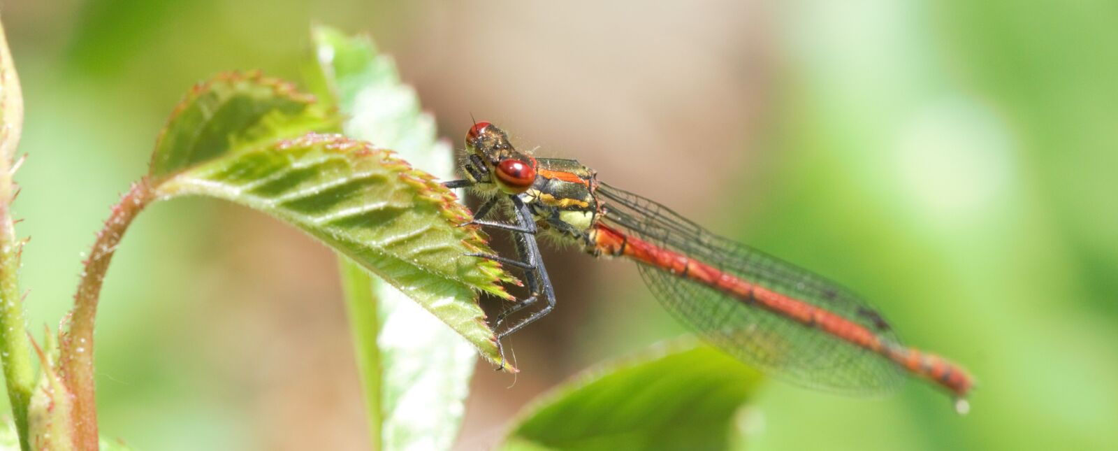 Sony SLT-A77 sample photo. Dragonflies, macro, nature photography