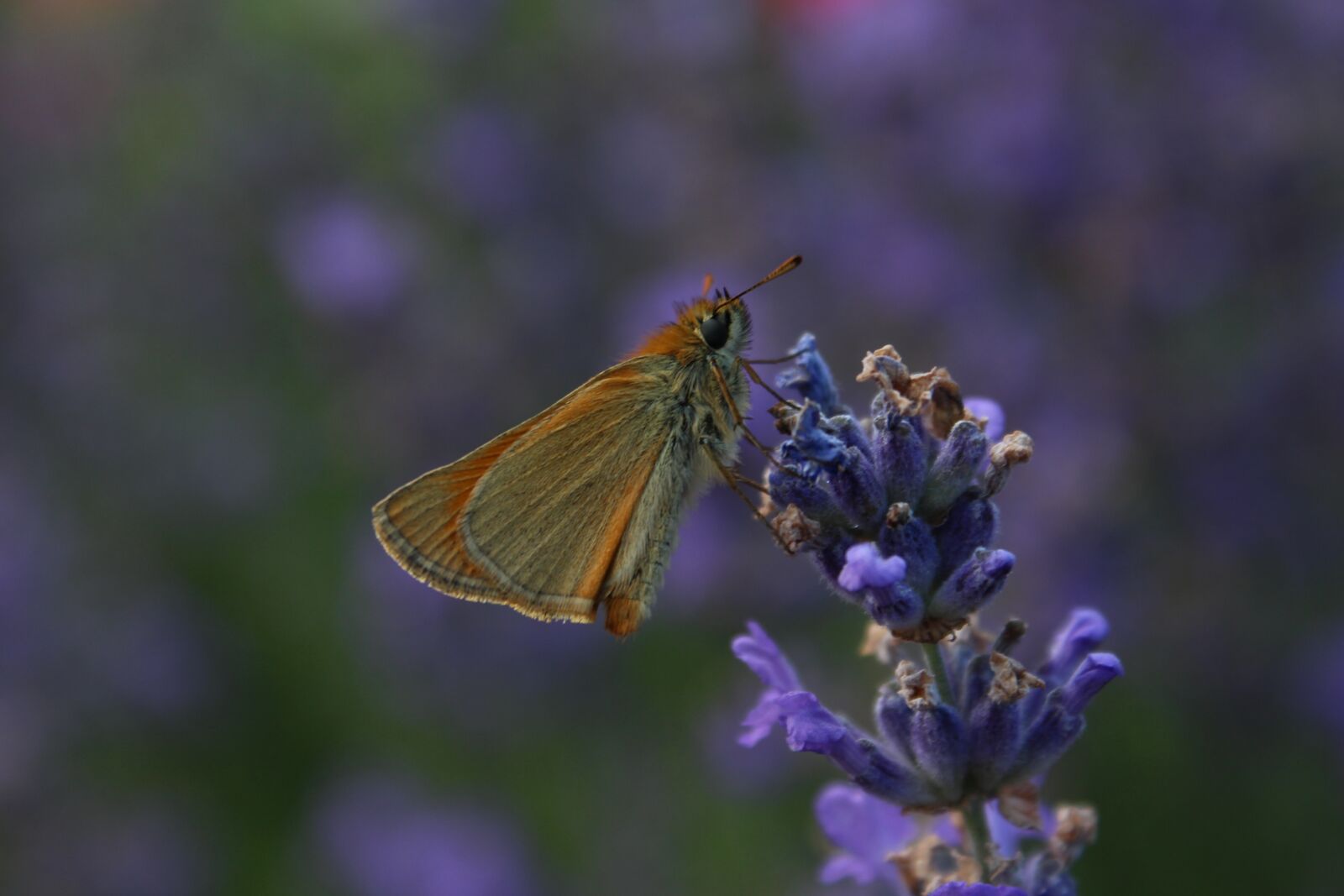 Canon EOS 650D (EOS Rebel T4i / EOS Kiss X6i) sample photo. Butterfly, nature, animals photography