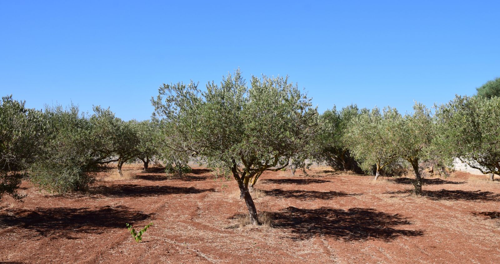 Nikon D3300 sample photo. Olive trees, field, tree photography