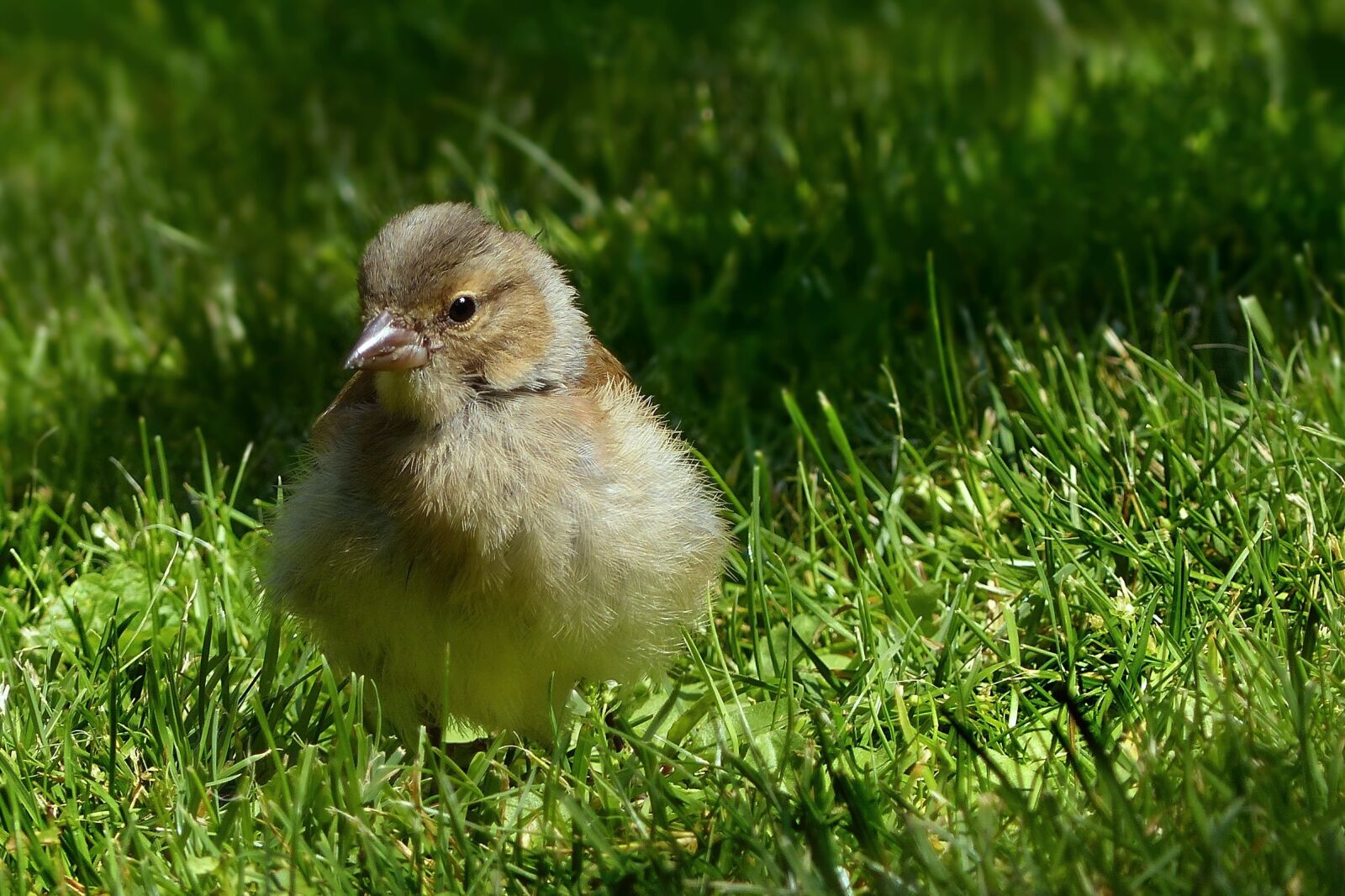Panasonic Lumix DMC-FZ200 sample photo. Animal, bird, chaffinch photography