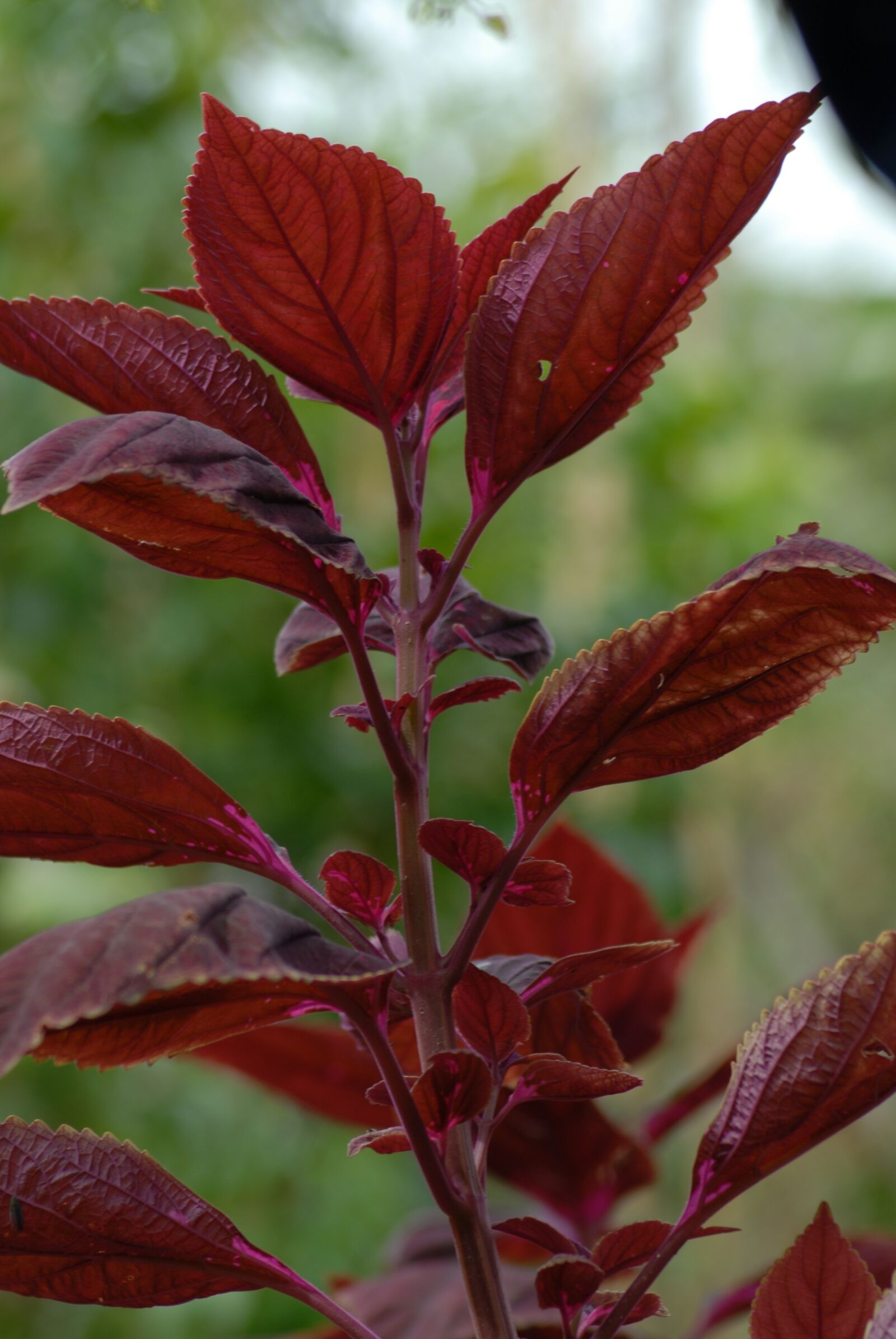 Nikon D200 sample photo. Flower, flora, nature photography