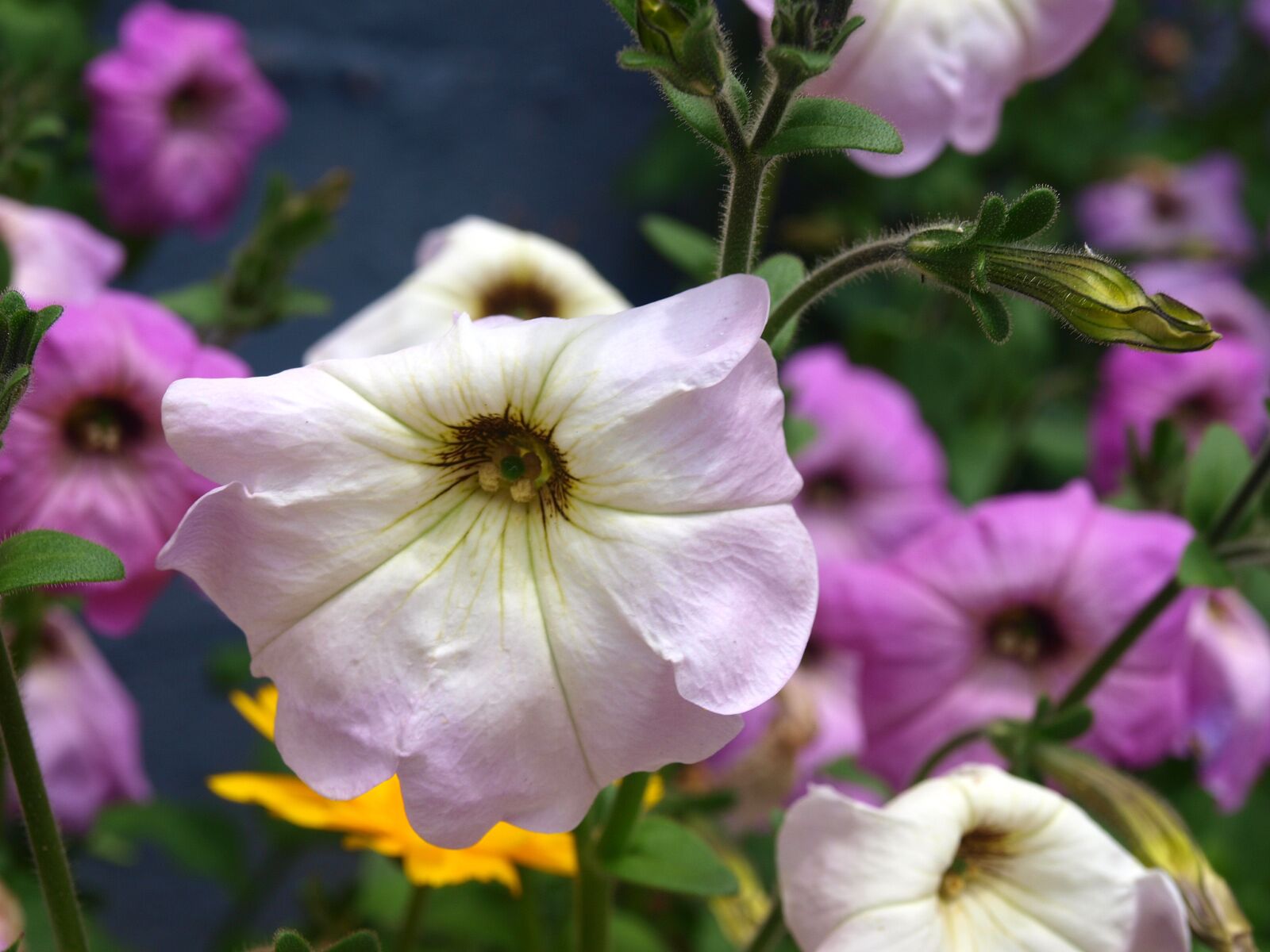 Olympus E-420 (EVOLT E-420) sample photo. Petunias, flowers, flower petunia photography
