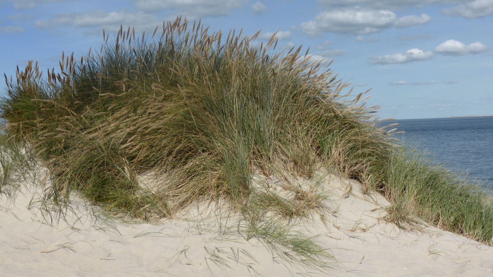 Panasonic DMC-TZ41 sample photo. Dune, sand beach, dune photography