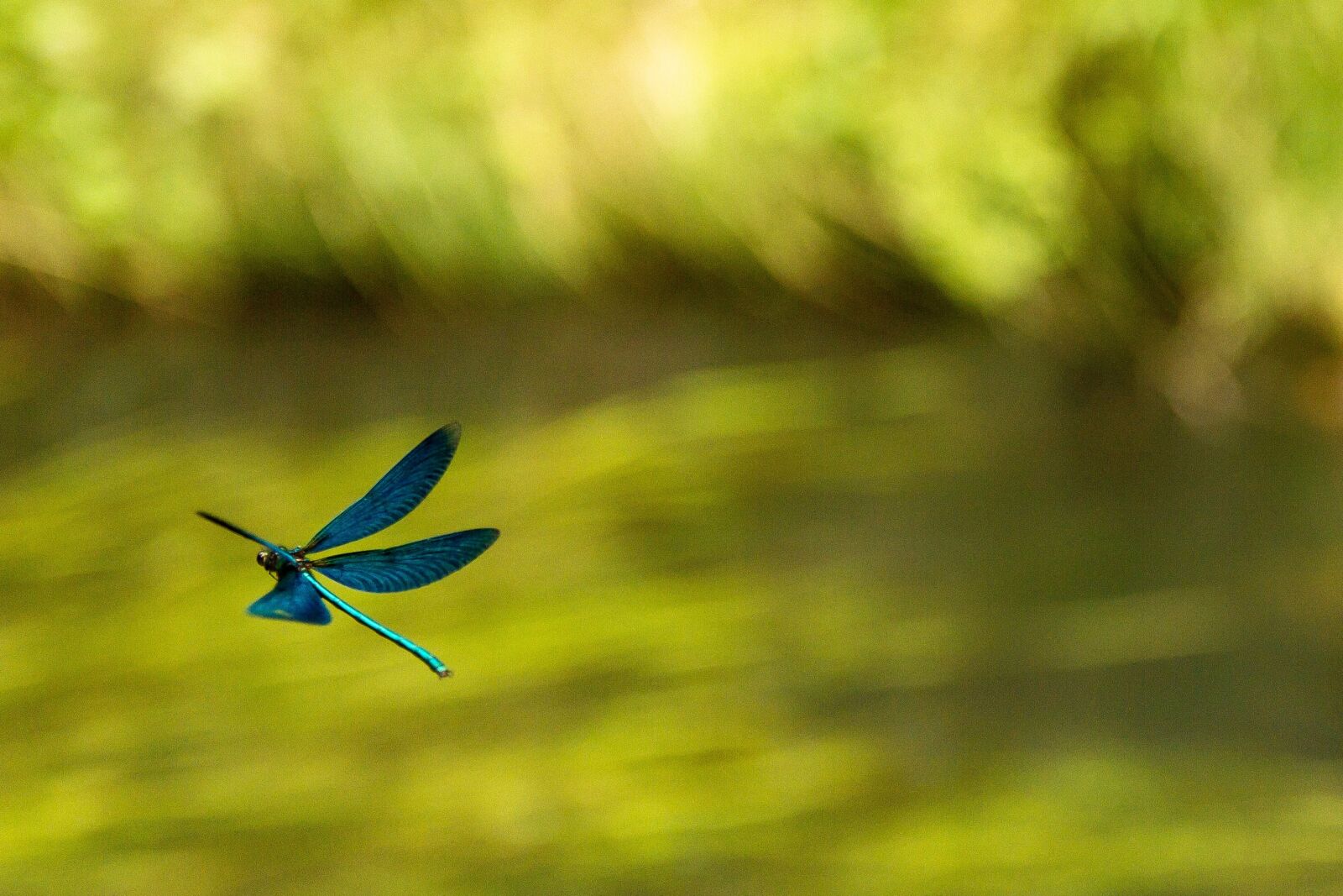 Canon EOS 7D sample photo. Dragonfly, blue, nature photography