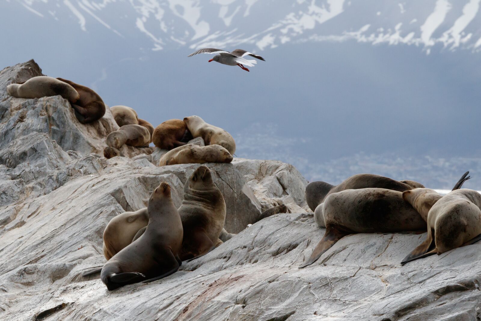 Canon EOS 80D sample photo. Sea lions, bluschnabelmoewe, seagull photography