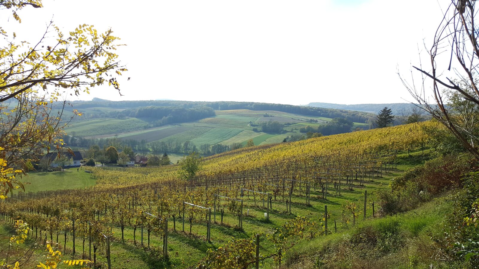 Samsung GALAXY S6 edge sample photo. Vineyards, nature, hiking photography