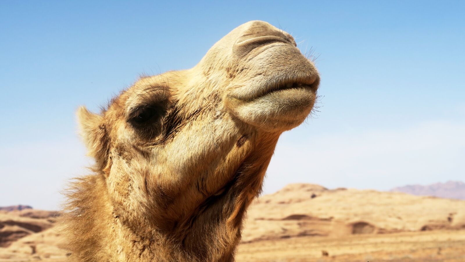 Canon PowerShot G7 X sample photo. Dromedary, camel, animal photography