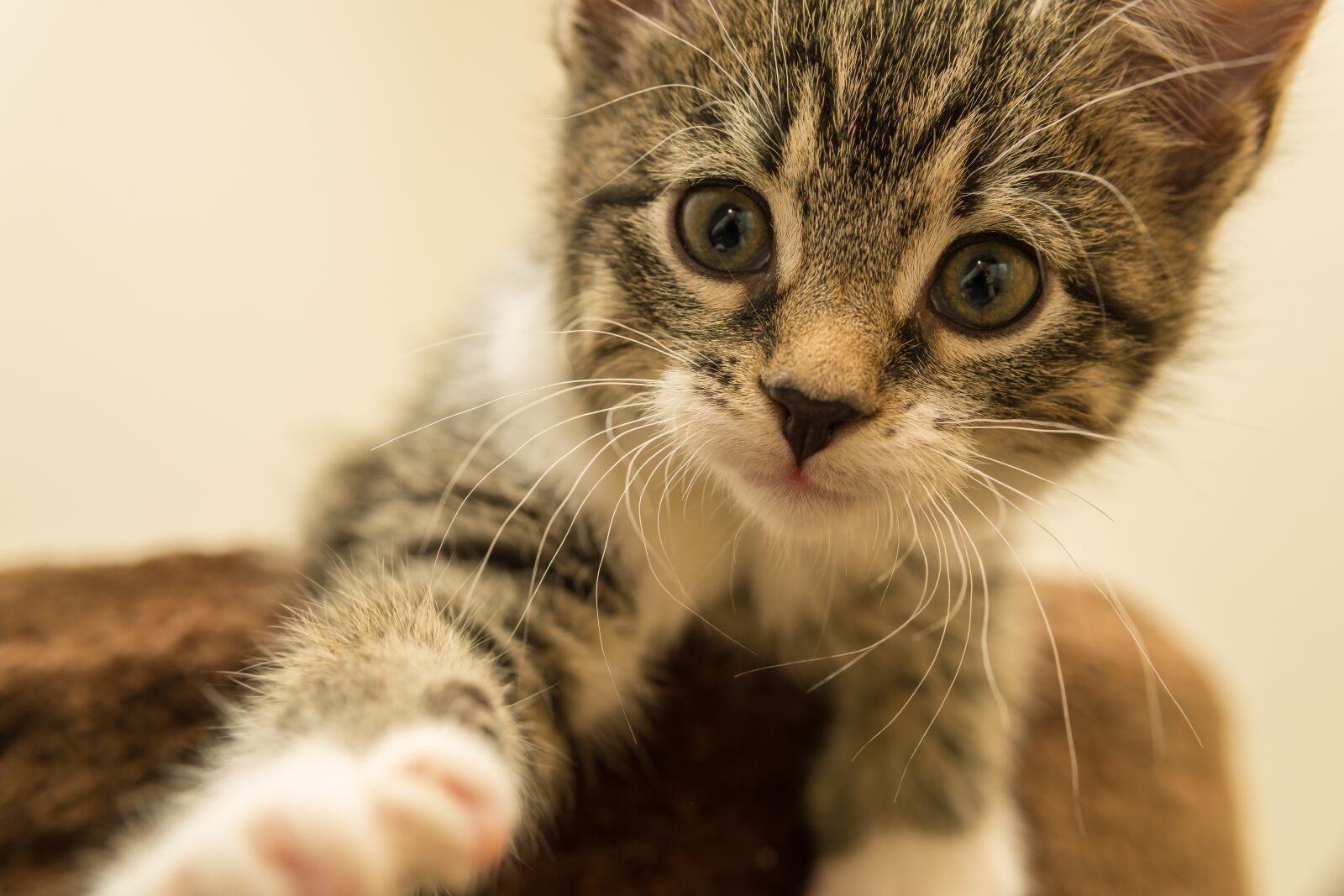 30mm F1.4 DC DN | Contemporary 016 sample photo. Cat, small, mackerel photography