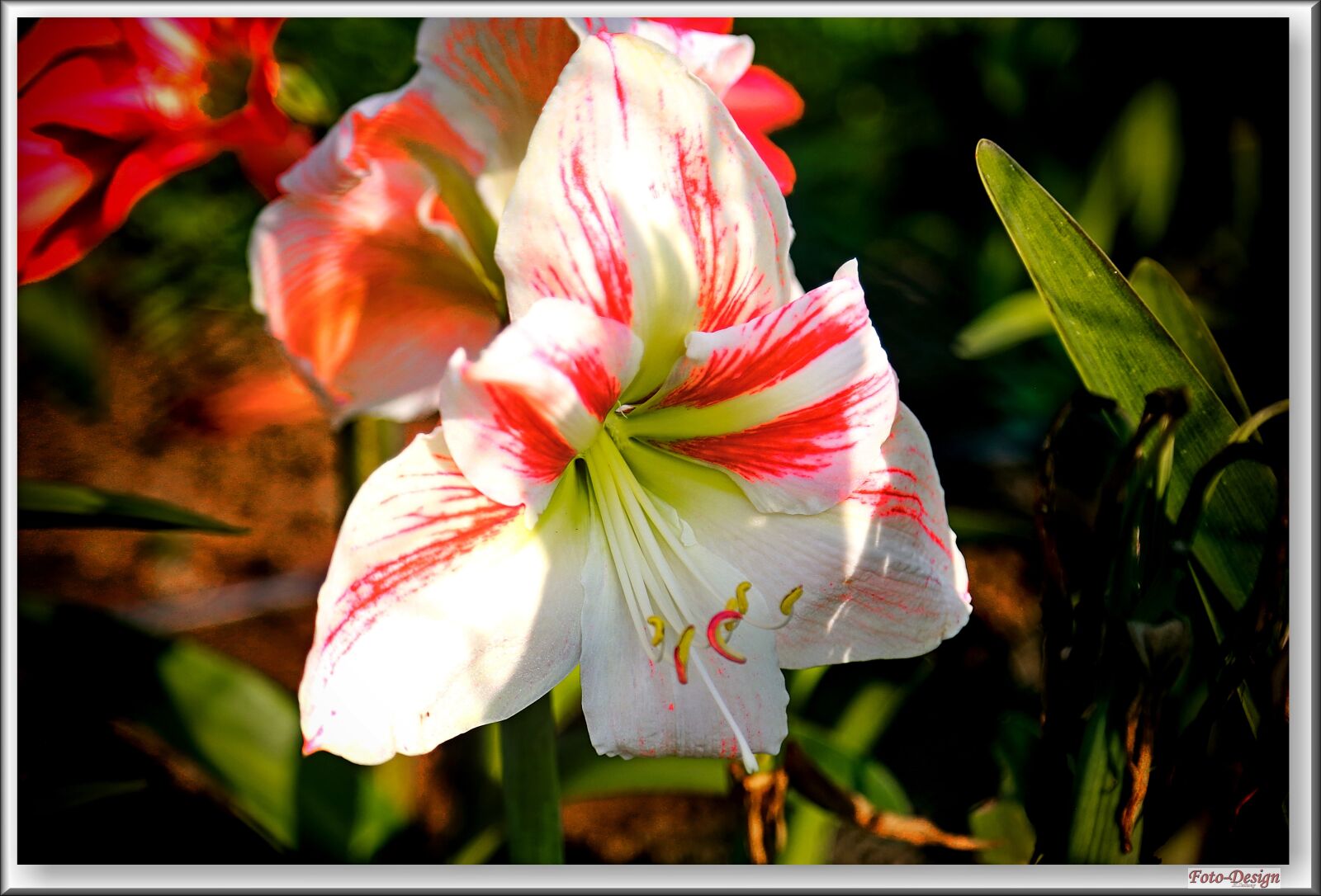 Canon EOS 6D + Canon EF 24-105mm F4L IS USM sample photo. Fire flowers, plant, garden photography