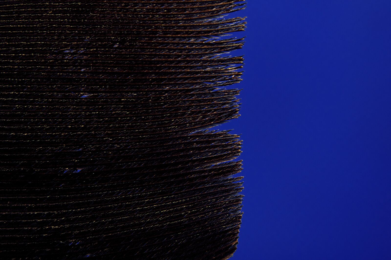 Canon EOS 750D (EOS Rebel T6i / EOS Kiss X8i) sample photo. Feather, bird, avian photography