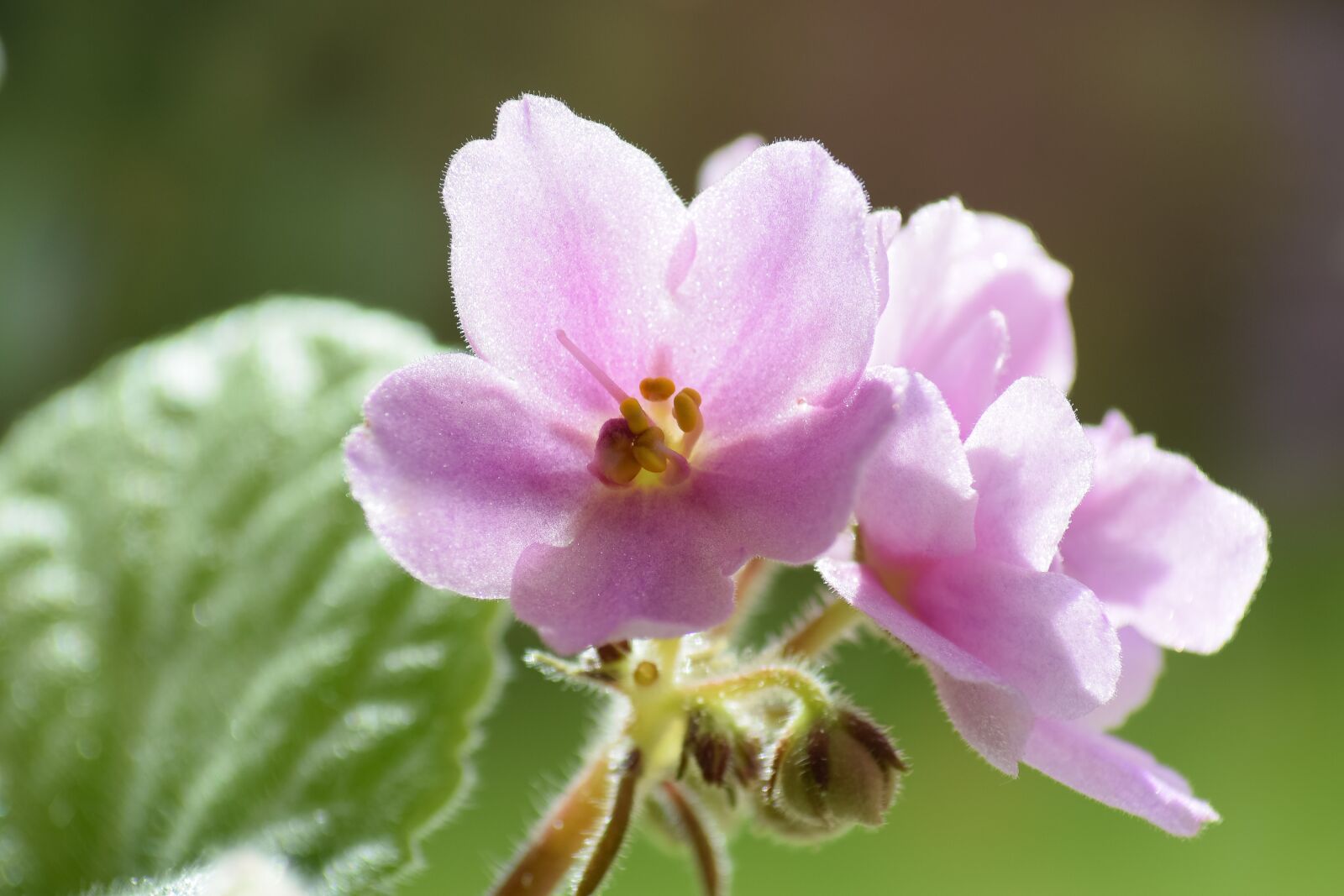 Nikon D5300 sample photo. Violet, flower, summer photography