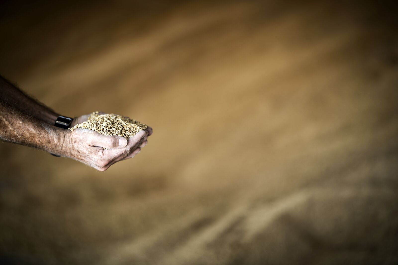 Sony a7 III + Sony FE 85mm F1.8 sample photo. Hand, grain, yellow photography