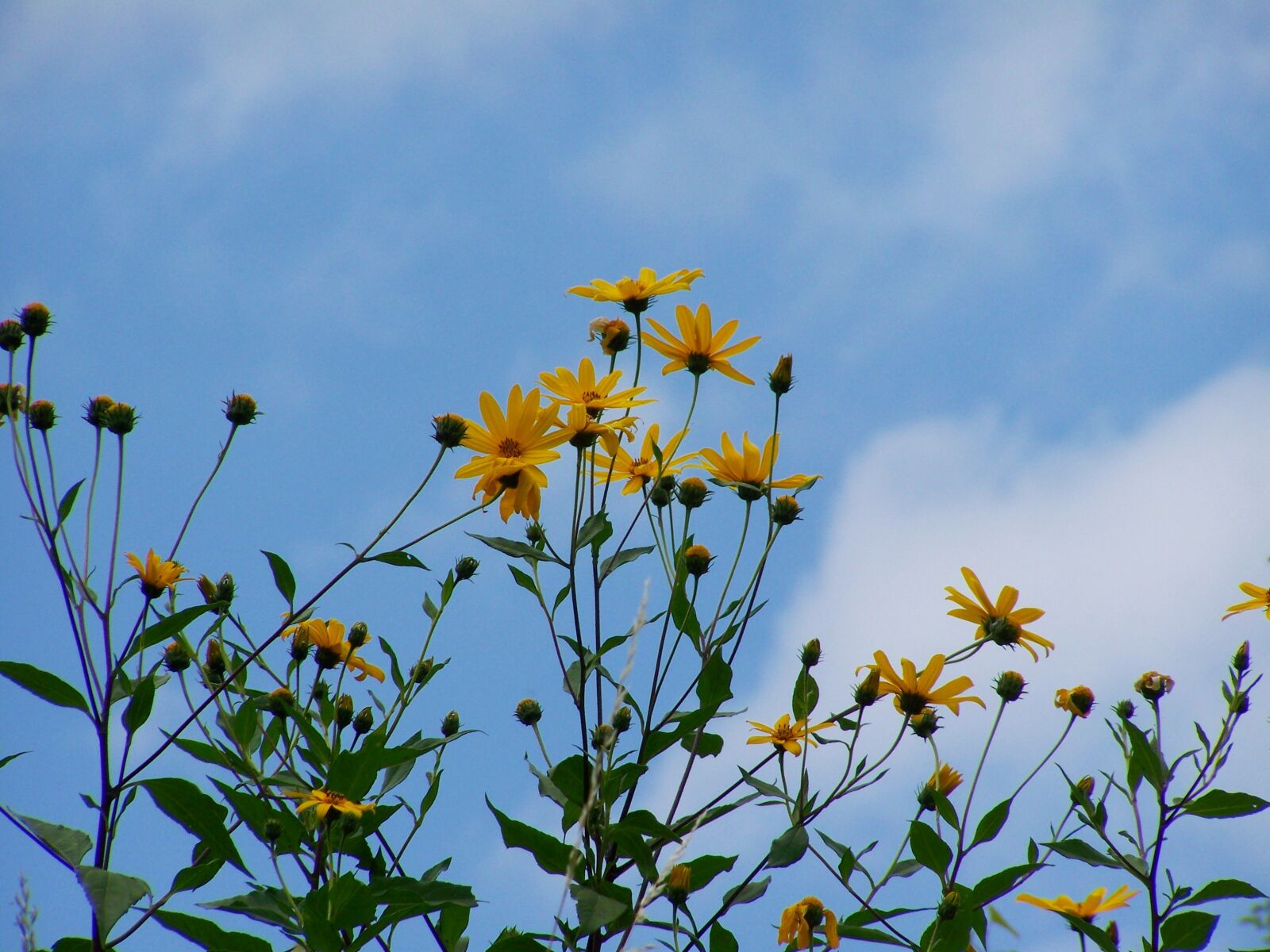 Kodak EASYSHARE ZD710 ZOOM DIGITAL CAMERA sample photo. Sunflower garden, yellow flower photography