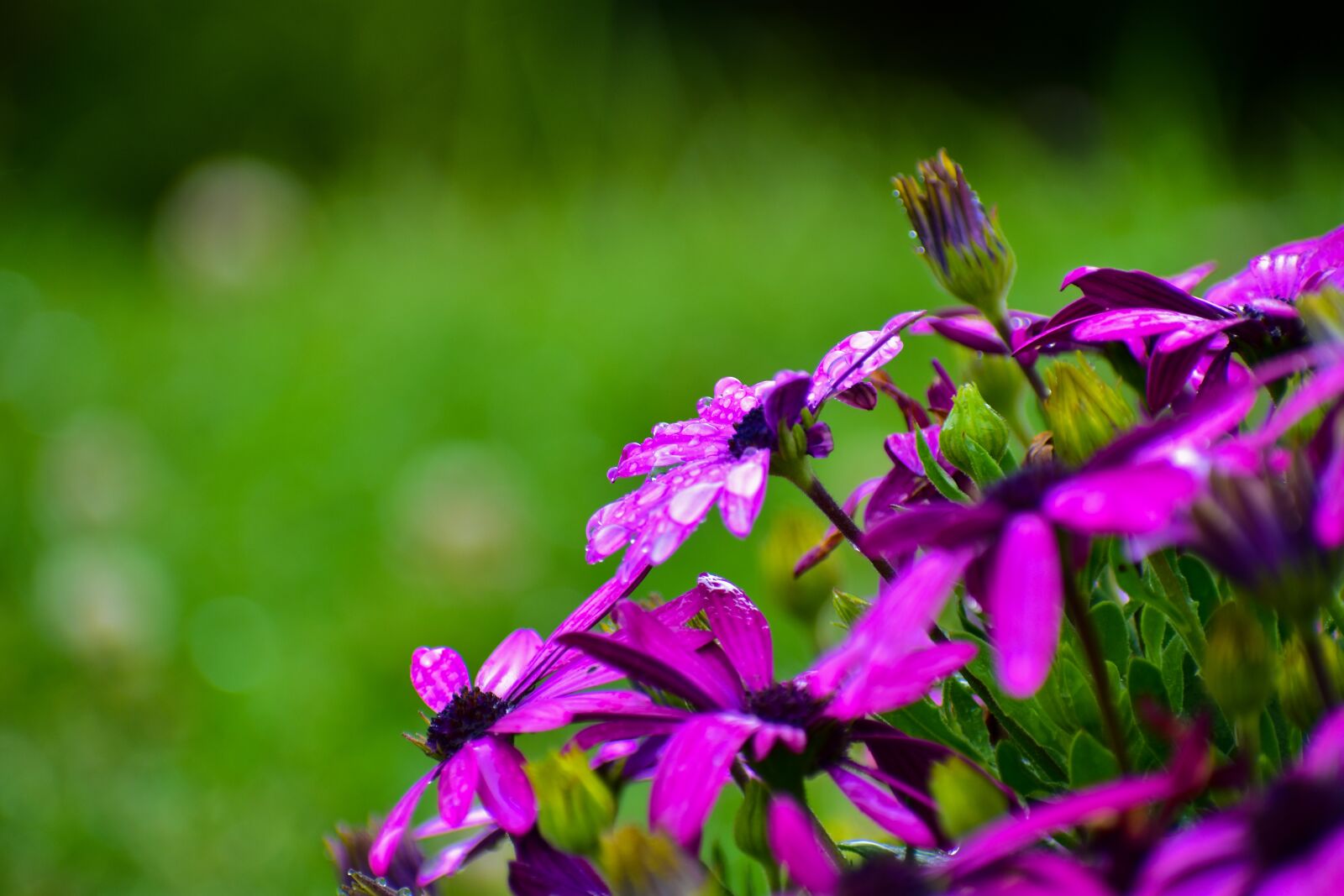 Nikon D3400 sample photo. Beautiful blooms, g rbel photography