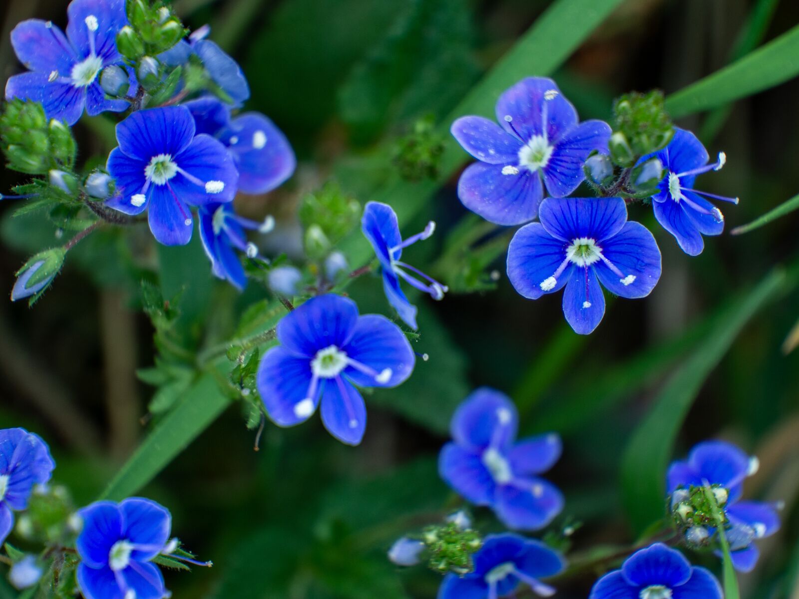 Olympus OM-D E-M10 III sample photo. Veronica, flower, plant photography
