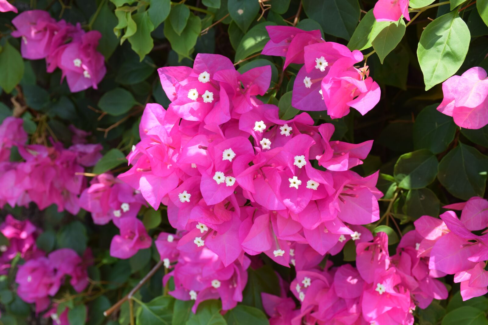 Nikon D5300 sample photo. Flower, flowers, bloom photography