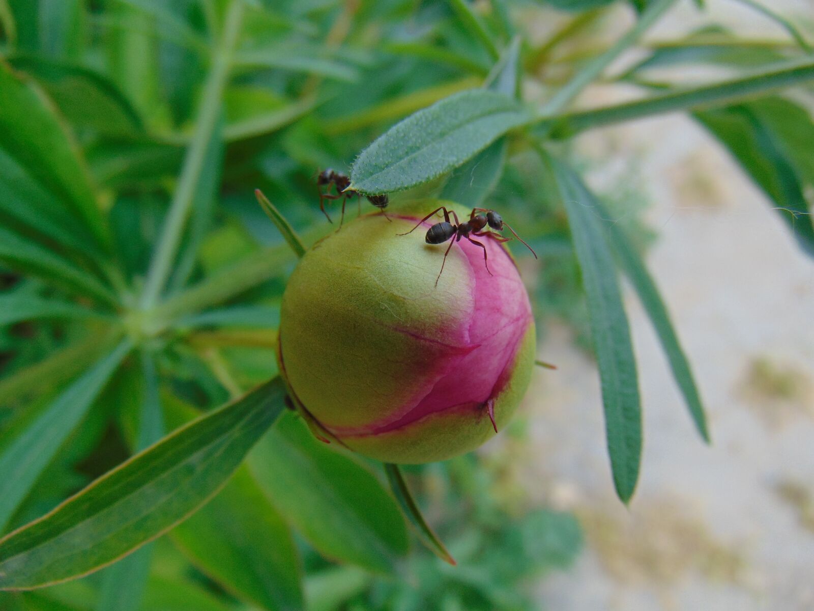 Sony Cyber-shot DSC-H300 sample photo. Peony, nature, plant photography