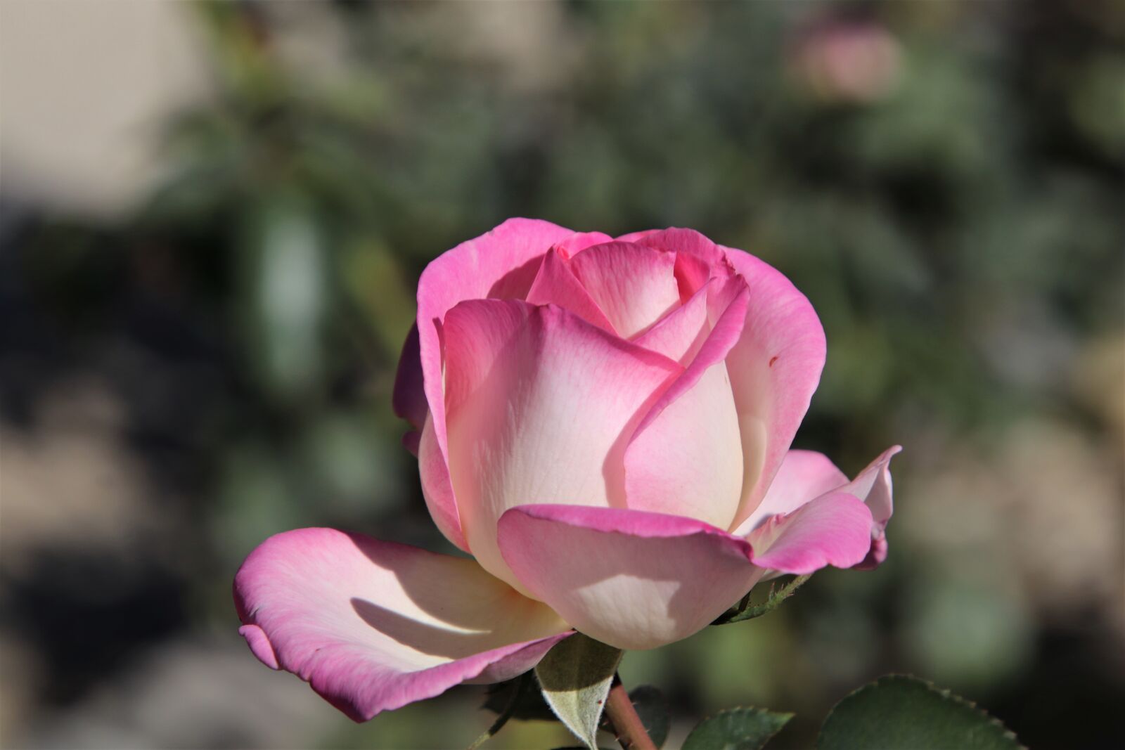 Canon EOS 800D (EOS Rebel T7i / EOS Kiss X9i) sample photo. Pink, color pink, flowers photography