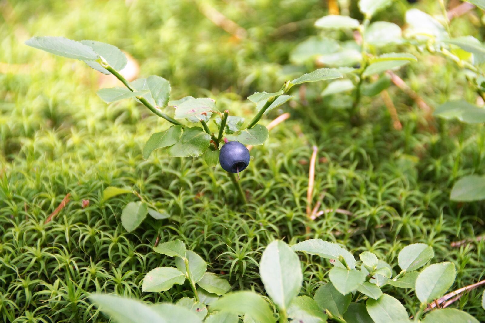 Sony SLT-A58 sample photo. Blueberries, bilberry, forest photography