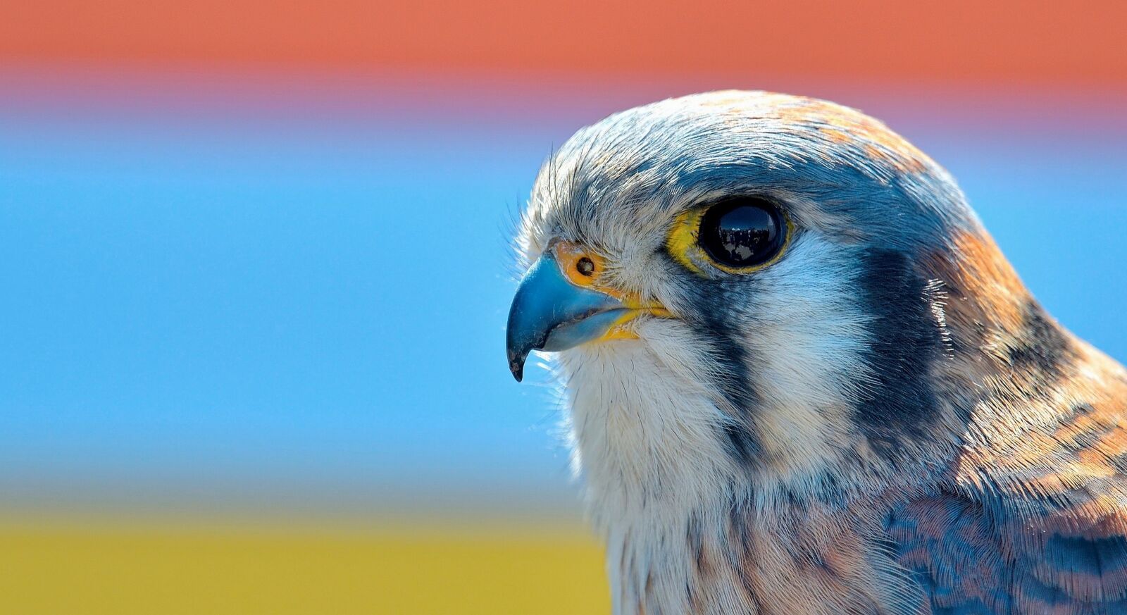 Nikon D850 sample photo. Bird, feather, nature photography