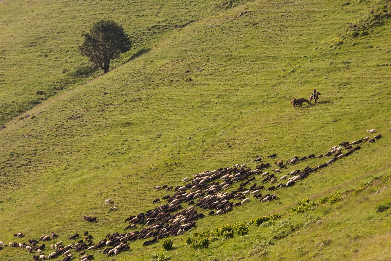 Canon EOS 500D (EOS Rebel T1i / EOS Kiss X3) sample photo. Mountains, sheep, shepherd photography