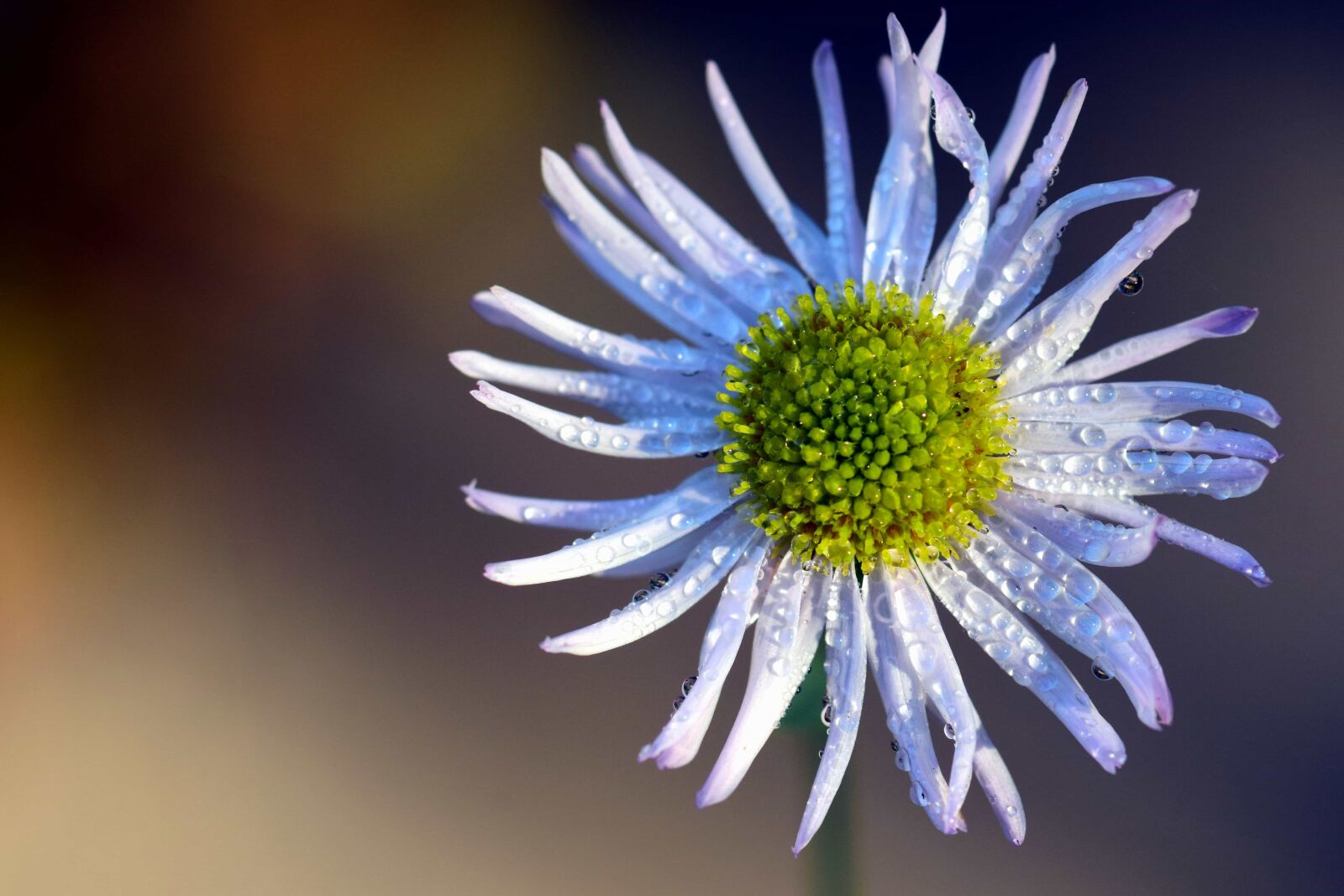 Nikon D3300 sample photo. Dew, macro, nature, summer photography