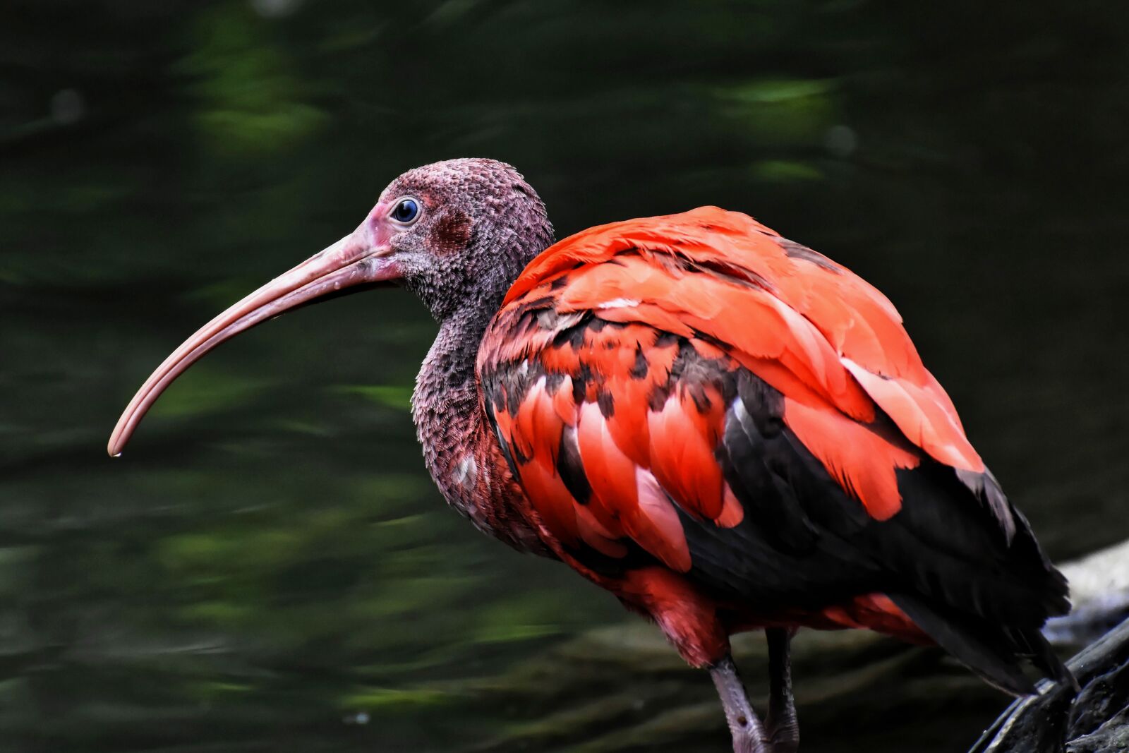 Nikon D7200 sample photo. Ibis, young animal, eudocimus photography