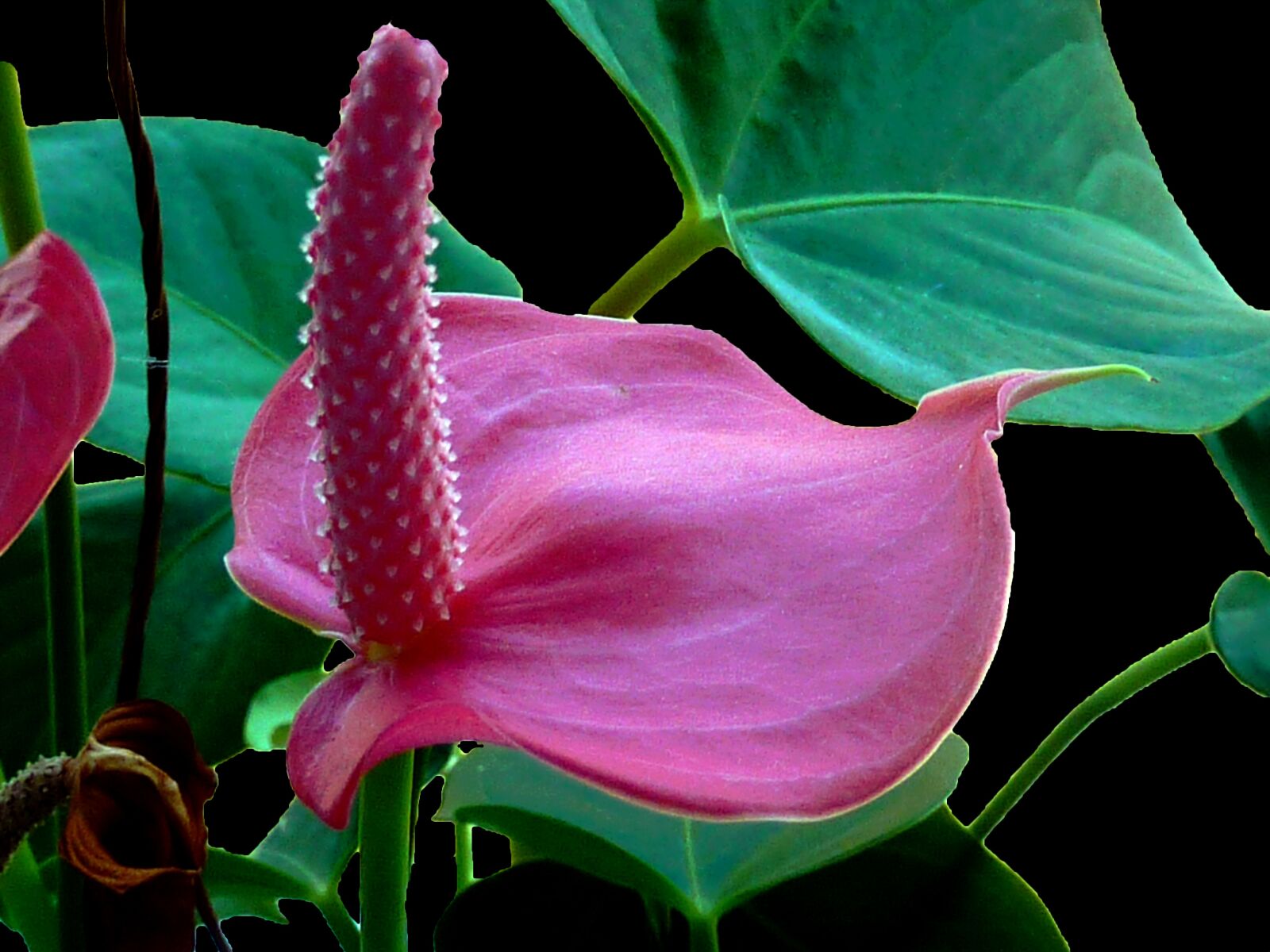 Panasonic DMC-TZ7 sample photo. Anthurium, flower, red photography