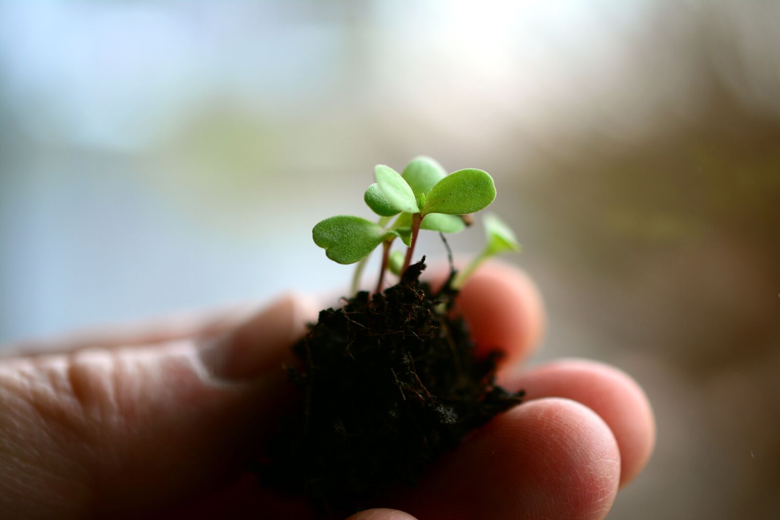 Nikon D5200 sample photo. Plant, sow, grow photography