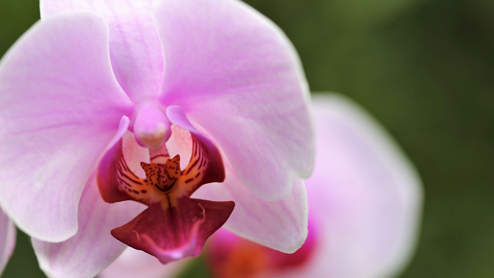 Canon EOS 6D + Canon EF 100mm F2.8 Macro USM sample photo. Orchid, orchidaceae, phalenopsis photography