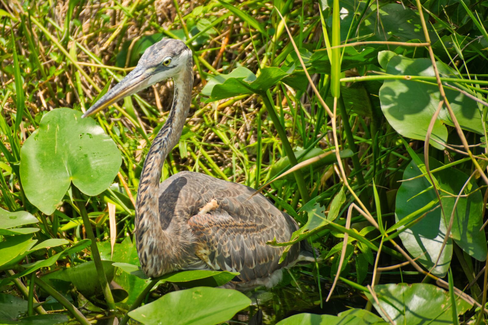 Nikon D5300 sample photo. Bird, ardea, everglades photography