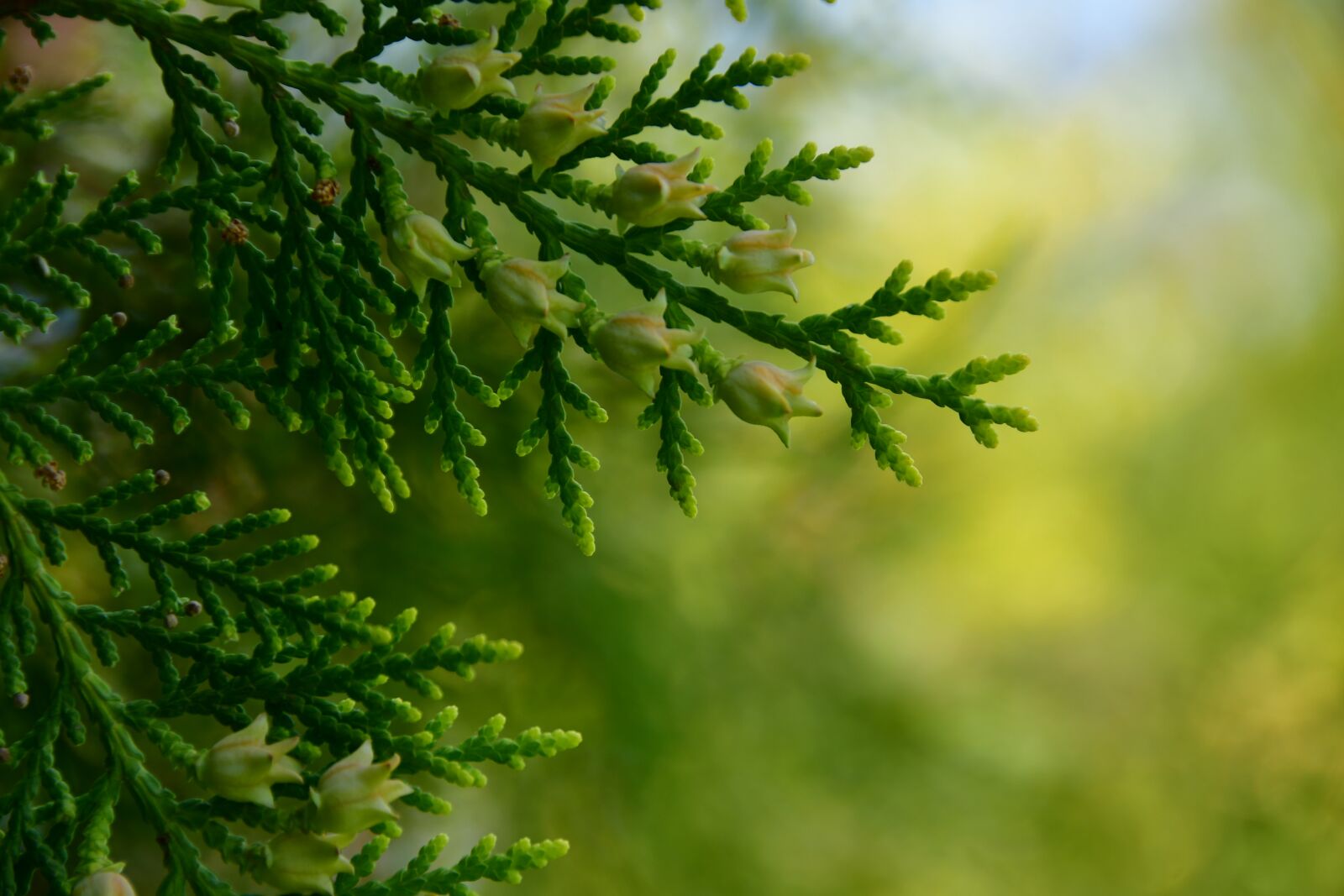 Nikon D7500 sample photo. Cypress, green, plant photography