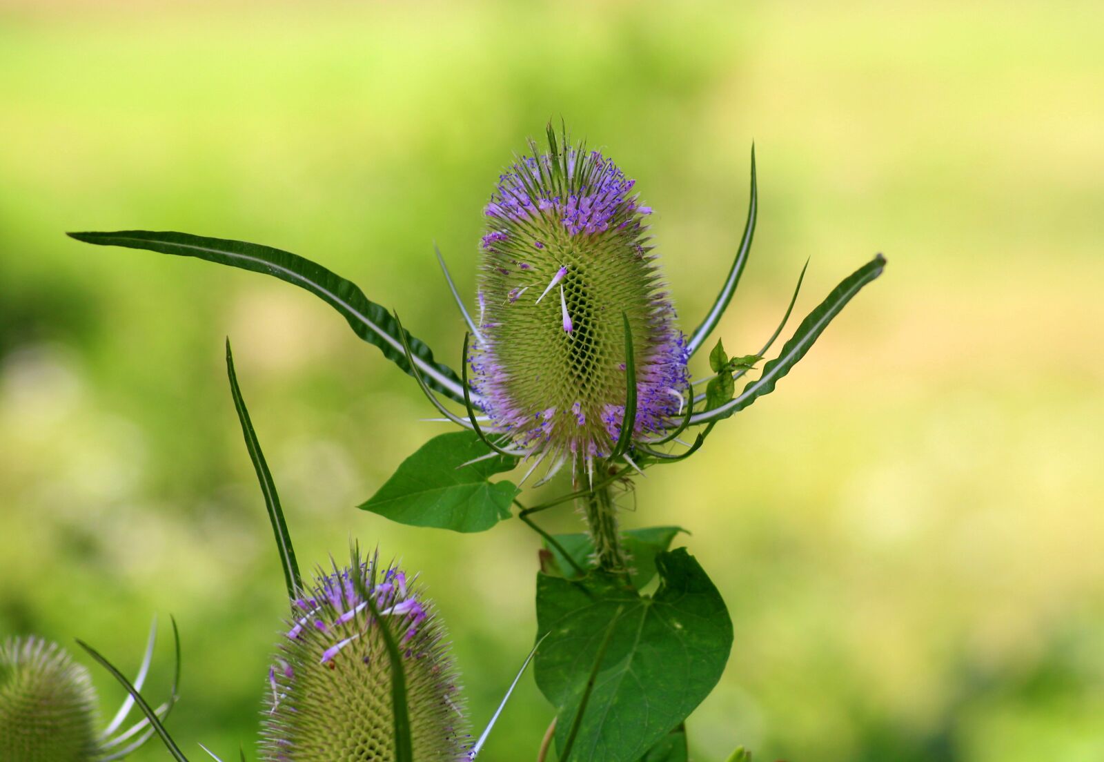 Canon EOS 1200D (EOS Rebel T5 / EOS Kiss X70 / EOS Hi) sample photo. Szczeć, dipsacus, plant photography