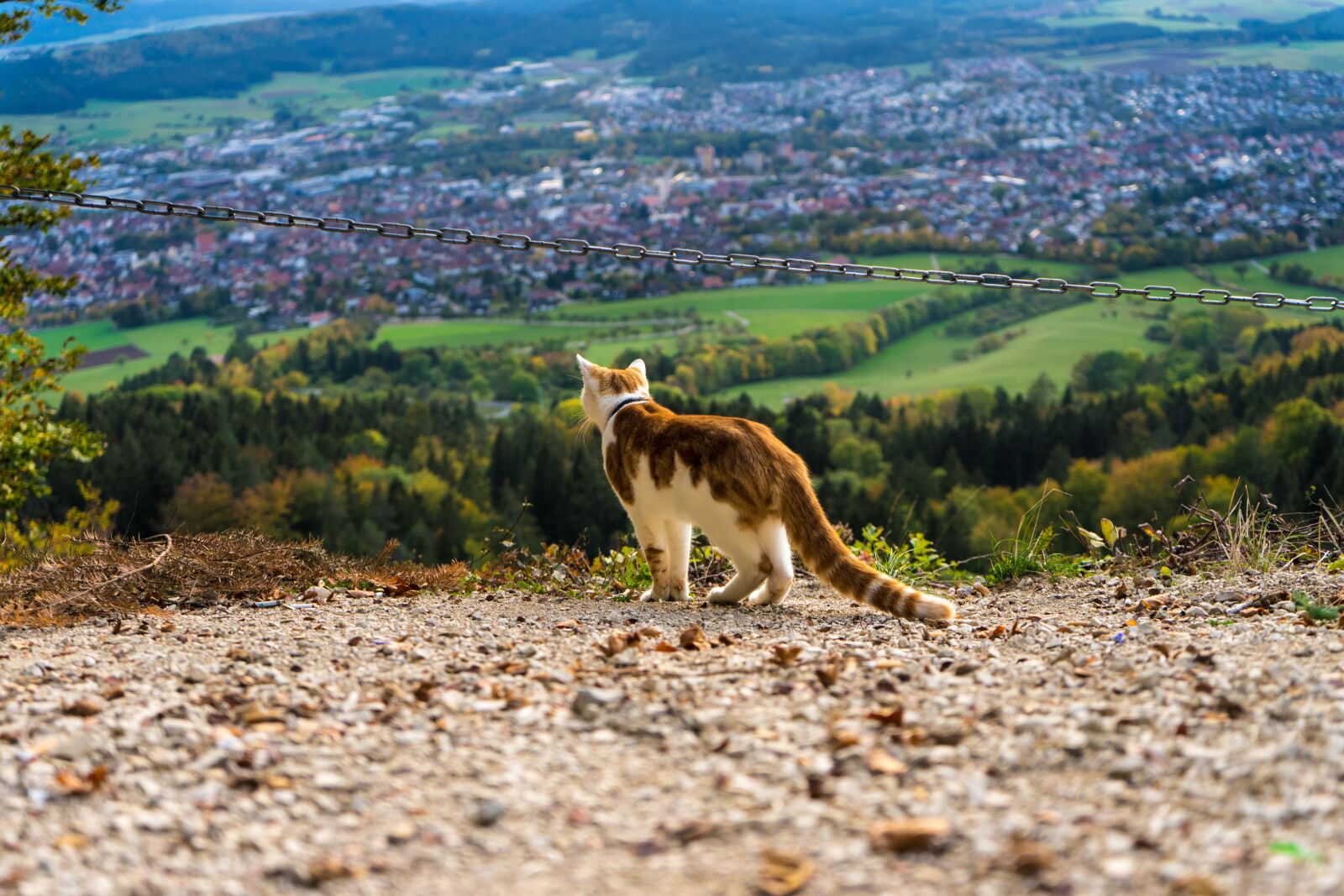 Sony a7 II + Sony FE 28-70mm F3.5-5.6 OSS sample photo. Cat, mountain, nature photography