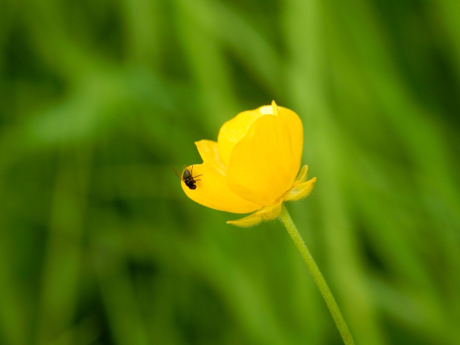 Nikon Coolpix L830 sample photo. Nature, plant, flower photography