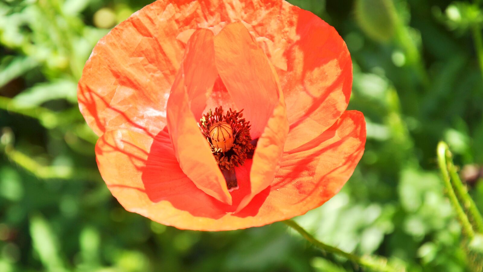 Nikon D90 sample photo. Flowers, poppy, nature photography
