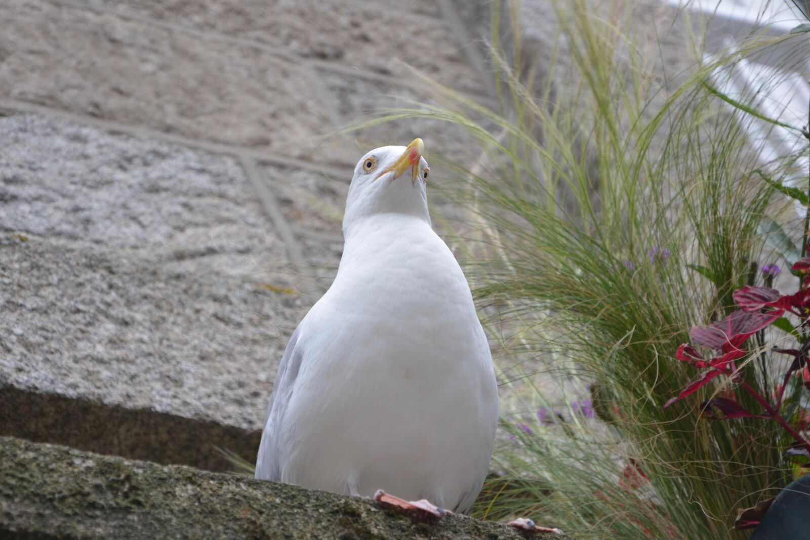 Nikon D5200 sample photo. Gull, seabird, sea photography