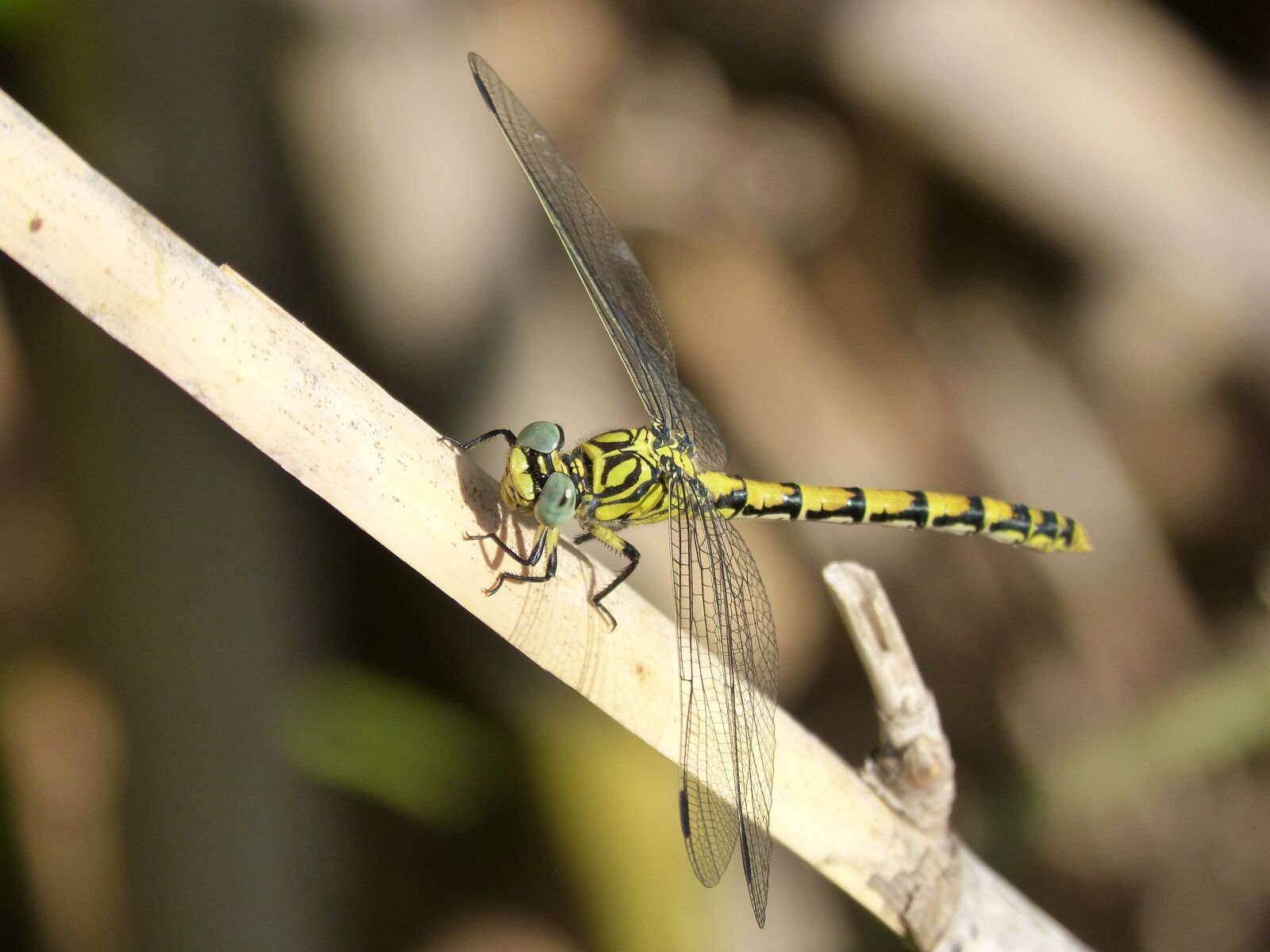 Panasonic DMC-FZ62 sample photo. Dragonfly, brindle, yellow and photography