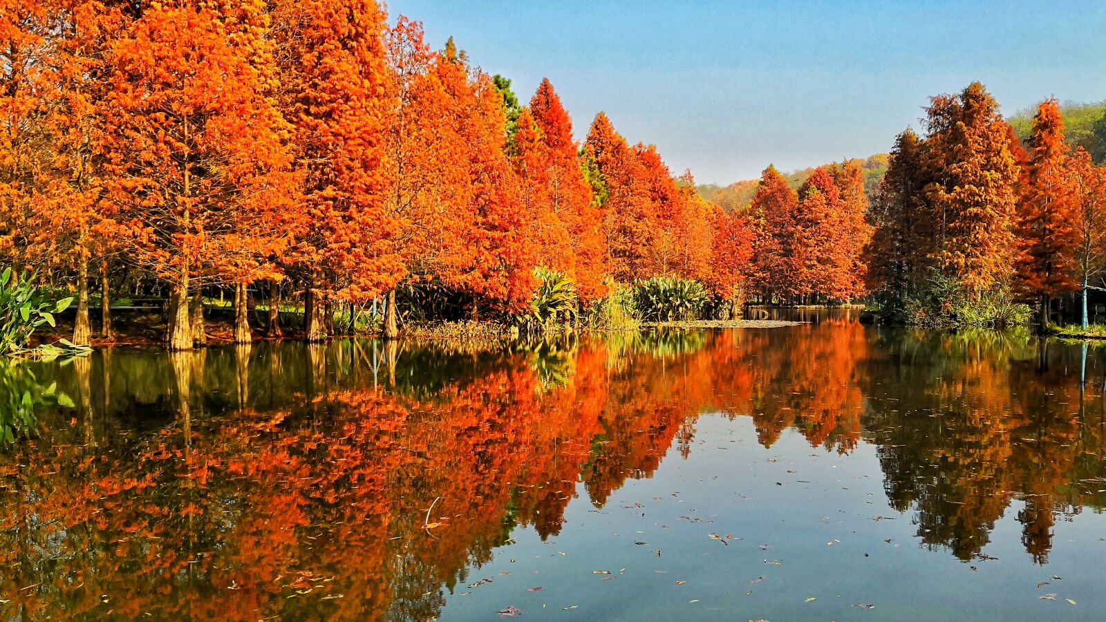 HUAWEI Mate 10 sample photo. Lake, reflection, tree photography