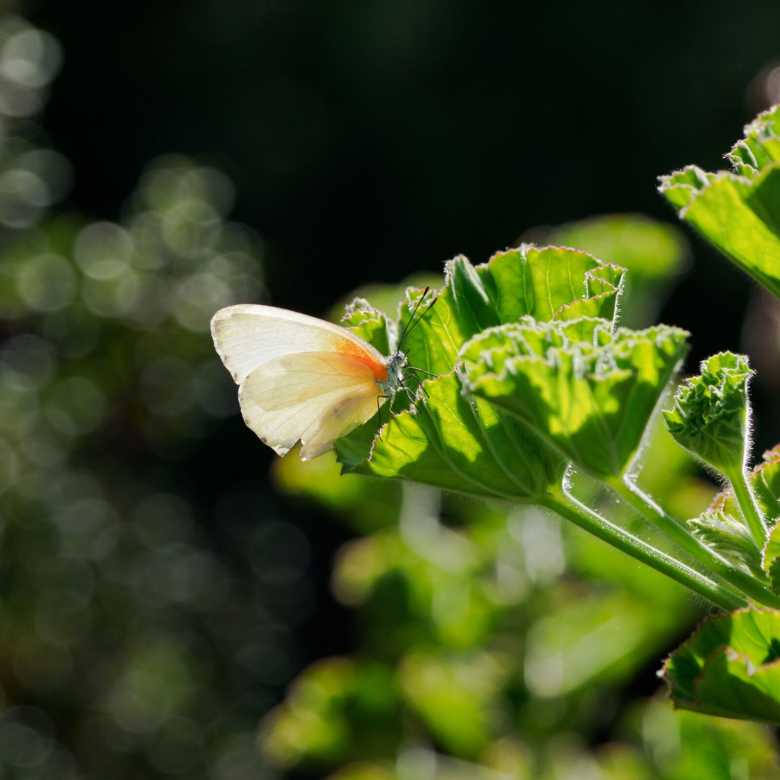 Olympus M.Zuiko Digital ED 12-100mm F4.0 IS Pro sample photo. Eastern dotted border butterfly photography