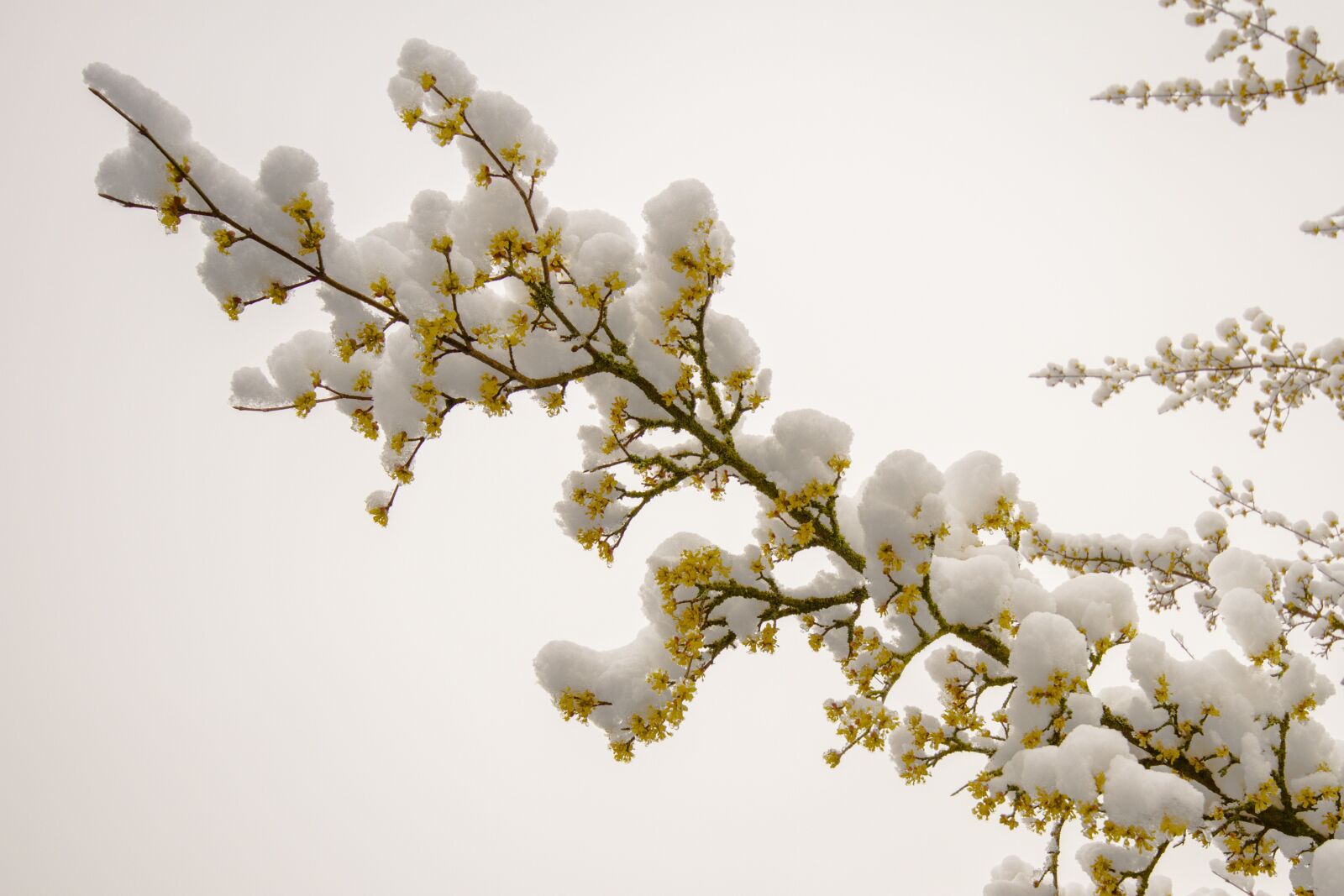 Canon EOS 7D sample photo. Snow, march snow, flowers photography