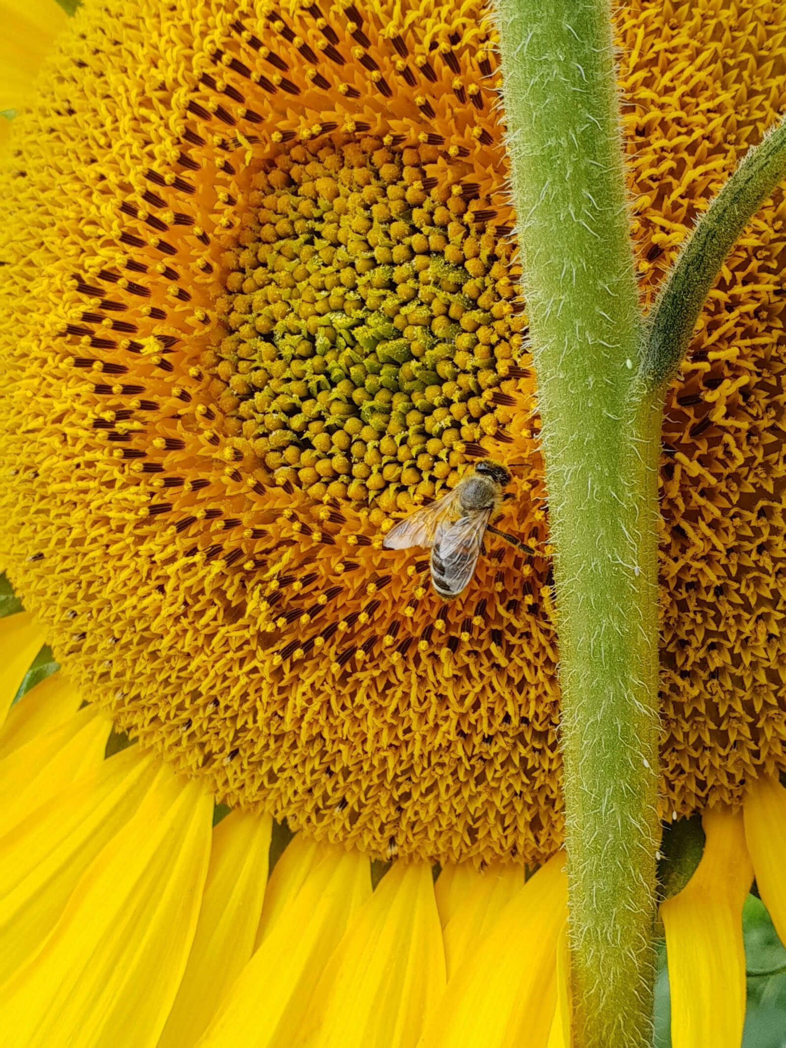 Samsung Galaxy S9+ sample photo. Sunflower, bee, flower photography