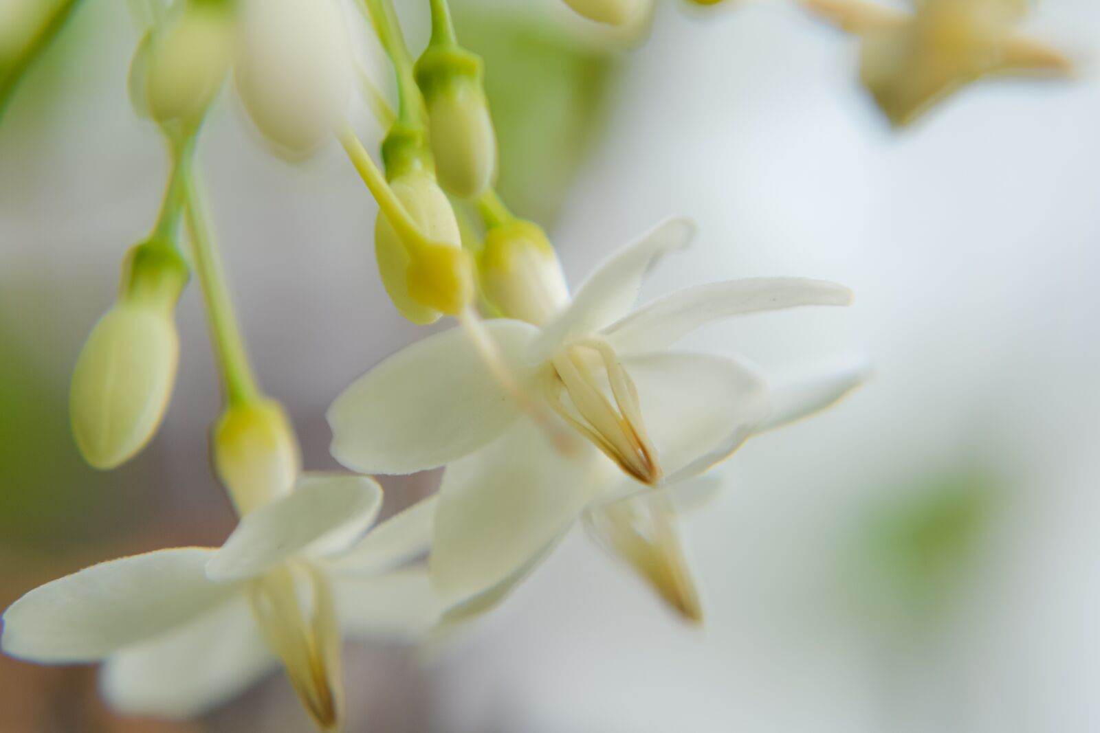 Nikon D3100 sample photo. Macro, sunlight, flower garden photography