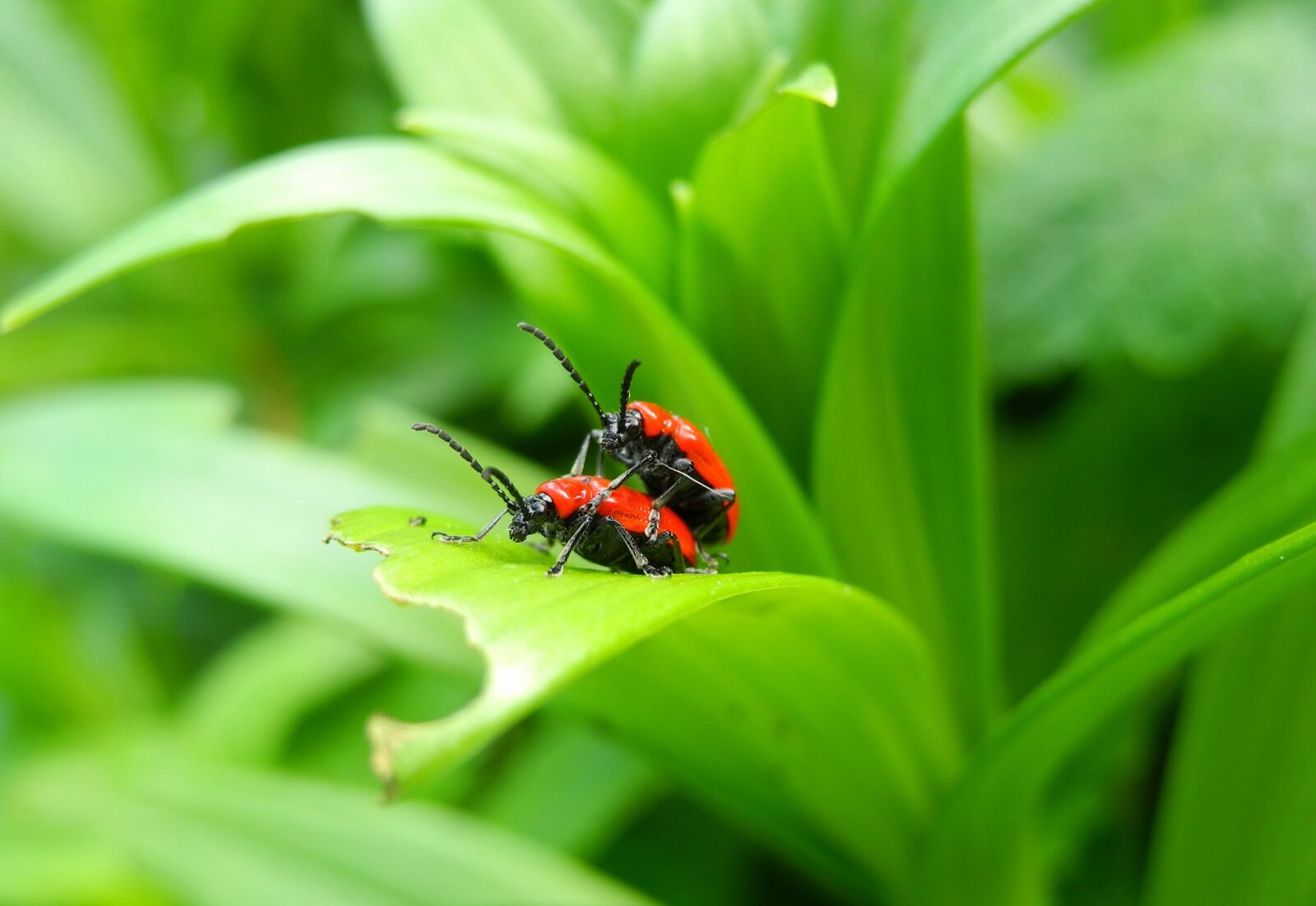 Nikon Coolpix P7000 sample photo. Beetle, lily beetle, red photography